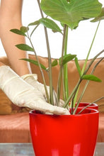 Load image into Gallery viewer, A Beginner's Guide to Houseplants