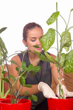 Load image into Gallery viewer, A Beginner's Guide to Houseplants