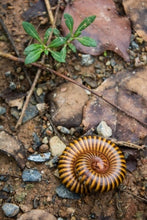 Load image into Gallery viewer, A Beginner’s Guide to Garden Pests and Diseases