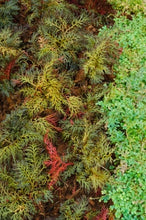 Load image into Gallery viewer, The Fernery