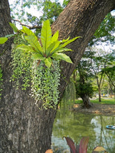 Load image into Gallery viewer, The Beginner’s Guide to Indoor and Miniature Gardens