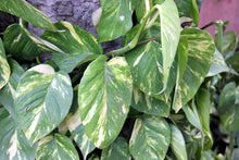 Load image into Gallery viewer, Gardening for Therapy