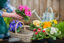 Load image into Gallery viewer, Introduction to Perennials and Bulbs