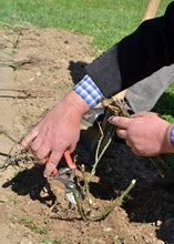 Load image into Gallery viewer, Introduction to Growing Roses