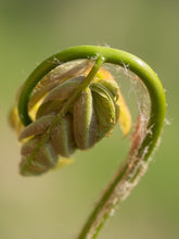 Load image into Gallery viewer, The Fernery