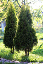 Load image into Gallery viewer, Introduction to Alpine Gardens