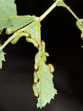 Load image into Gallery viewer, Introduction to Growing Roses