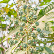 Load image into Gallery viewer, Pretty & Practical - The Many Uses of Plants & Flowers