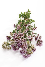 Load image into Gallery viewer, Growing Essential Herbs Organically