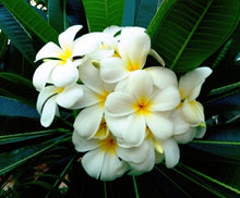 Load image into Gallery viewer, Blossoming Gardens