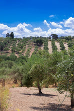 Load image into Gallery viewer, Introduction to Olives