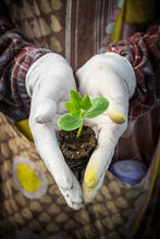 Load image into Gallery viewer, Introduction to Cucurbits