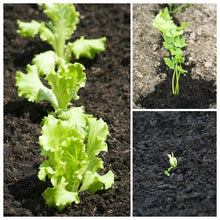 Load image into Gallery viewer, Growing Salads in Your Garden