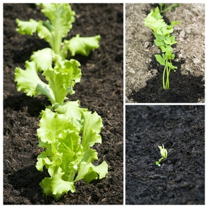 Growing Salads in Your Garden