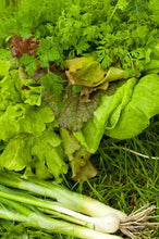 Load image into Gallery viewer, Growing Deep-Rooted Vegetables In Your Organic Garden