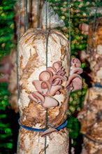 Load image into Gallery viewer, Introduction to Mushrooms