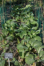 Load image into Gallery viewer, Growing Deep-Rooted Vegetables In Your Organic Garden