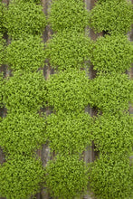 Load image into Gallery viewer, The Fernery