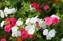 Load image into Gallery viewer, Blossoming Gardens
