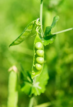 Load image into Gallery viewer, Growing Deep-Rooted Vegetables In Your Organic Garden