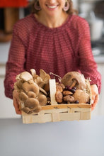 Load image into Gallery viewer, Introduction to Mushrooms