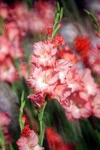 Load image into Gallery viewer, Blossoming Gardens