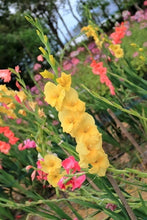 Load image into Gallery viewer, Blossoming Gardens