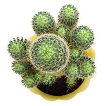 Load image into Gallery viewer, A Beginner’s Guide to Cacti