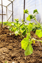Load image into Gallery viewer, Glass in Your Vegetable Garden