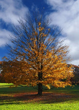 Load image into Gallery viewer, Introduction to Deciduous Plants and Shrubs