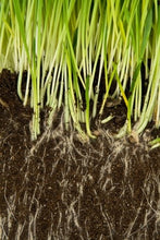 Load image into Gallery viewer, Introduction to Lawns
