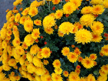 Load image into Gallery viewer, Pretty & Practical - The Many Uses of Plants & Flowers