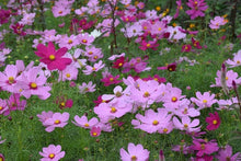 Load image into Gallery viewer, Blossoming Gardens