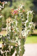 Load image into Gallery viewer, Introduction to Succulents and Cacti