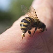 Load image into Gallery viewer, The Ancient Tradition of Beekeeping