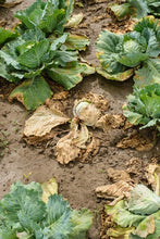 Load image into Gallery viewer, Disease and Insect Control on Your Land