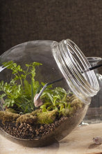 Load image into Gallery viewer, Victory Herbal Garden in Your Limited Space