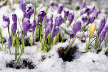 Load image into Gallery viewer, Introduction to Perennials and Bulbs
