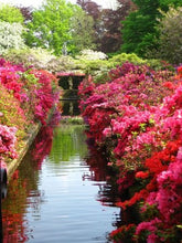 Load image into Gallery viewer, Introduction to Rhododendrons