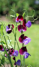 Load image into Gallery viewer, Blossoming Gardens