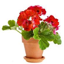 Load image into Gallery viewer, Pretty & Practical - The Many Uses of Plants & Flowers