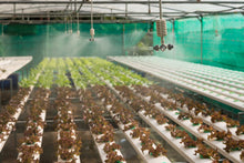 Load image into Gallery viewer, Introduction to Hydroponics - Growing Your Plants Without Any Soil