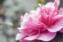 Load image into Gallery viewer, Beauty Ornamental