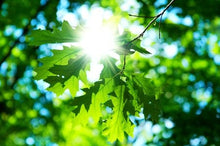 Load image into Gallery viewer, Growing Greens Organically