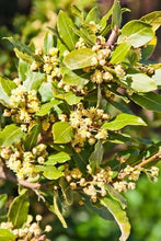 Load image into Gallery viewer, 20 Most Beneficial Herb Plants For Your Garden