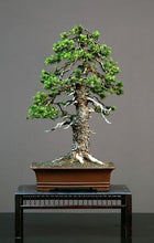 Load image into Gallery viewer, Introduction to Conifers