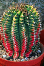 Load image into Gallery viewer, A Beginner’s Guide to Cacti