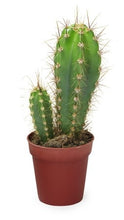 Load image into Gallery viewer, A Beginner’s Guide to Cacti