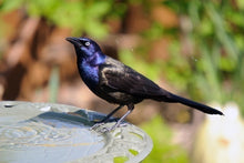 Load image into Gallery viewer, Feeding Houses and Birdbaths in Your Garden