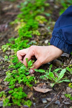 Load image into Gallery viewer, The Art of Sowing, Transplanting, and Planting Your Garden